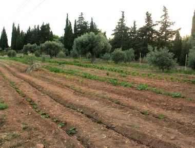 Πήγε να φυτέψει ελιές και... βρήκε θησαυρό στο χωράφι του